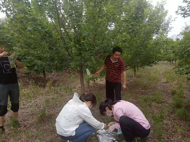 与山(shān)东农科(kē)院合作研究元宝枫良种选育及繁育项目