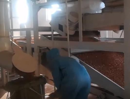 元宝枫籽油种子加工